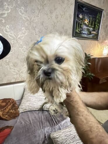 i̇tlər afcarka: Shi-tsu, 7 ay, Dişi — 4