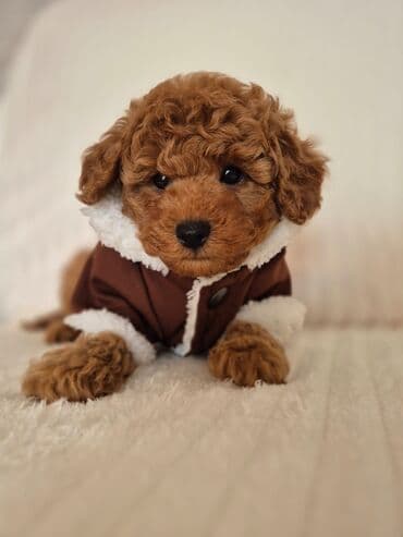 pudel satisi: Pudel — 3