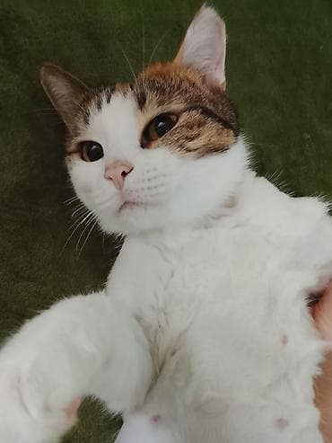 ucuz pisik: Yaxşı əllərə — 5