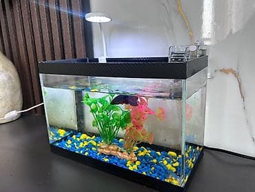 it sekisi: Masaüstü akvarium seti - Şüşə akvarium: düzbucaqlı forma, kompakt — 1
