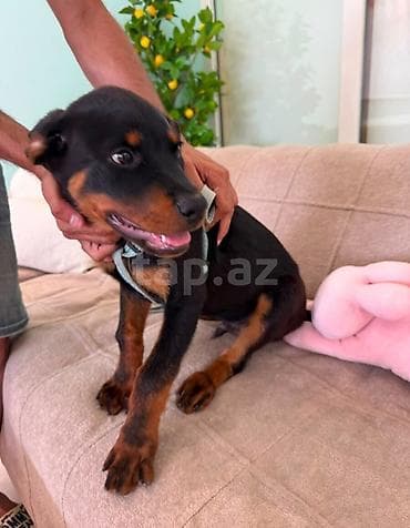 pet pec: Rotveyler, 4 ay — 8