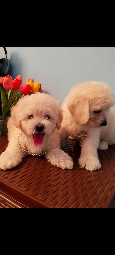 golden retriever qiyməti: Pudel, 2 ay — 2