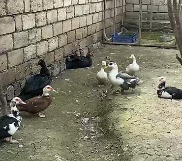 quş bazarı: Dişi, | Lal ördək, Damazlıq, Ödənişli çatdırılma — 3