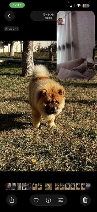 bakida it bazari: Çau-Çau, 7 ay, Erkek, Sənədli, Ünvandan götürmə, Pulsuz çatdırılma — 2