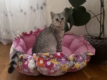 İtlər: Britan, Dişi, Yaxşı əllərə, Ünvandan götürmə, Ödənişli çatdırılma — 4