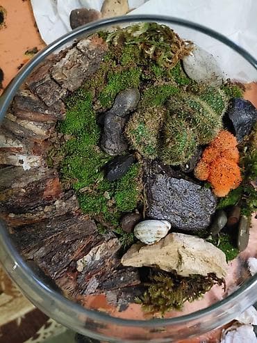 bezek bitkileri: Şüşə qabda mini landşaft – yosun və kaktuslu terrarium - Şəffaf, kürə — 2