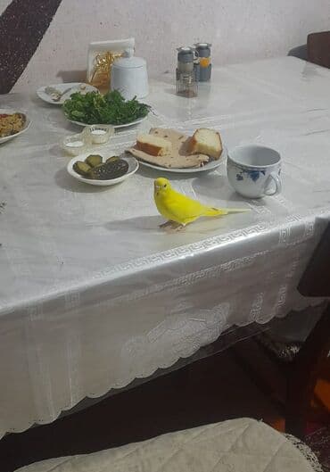 ən ucuz itlər: 1 aylıg qırmızı göz ələ öyrəşmiş quşdu — 4