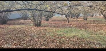 qaraçuxurda kirayə evlər 2022: 10 sot, Tikinti, Barter mümkündür, Kupça (Çıxarış) — 2