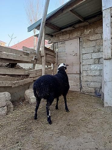 Erkəkdi sağlamdı qurbanlığa yarayır qurbanlığ ucun alanlara kəsim