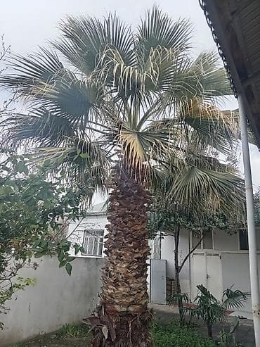 Satılır: dekorativ Vasinqton palması (fan tipli yarpaqlar) -