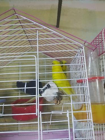 yarasa yuvası fiyatı: Salam cüt satıram qəfəs qarşlx 35 manat qiymət sondu ünvan qaracxuru — 4