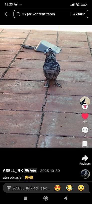 Məhsul: Evdə bəslənən göyərçinlər - Növ: dekorativ/ev göyərçinləri -