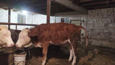 smental inekler: Самка, Simental, лет: 1, 300 кг, Для молока, Самовывоз — 2