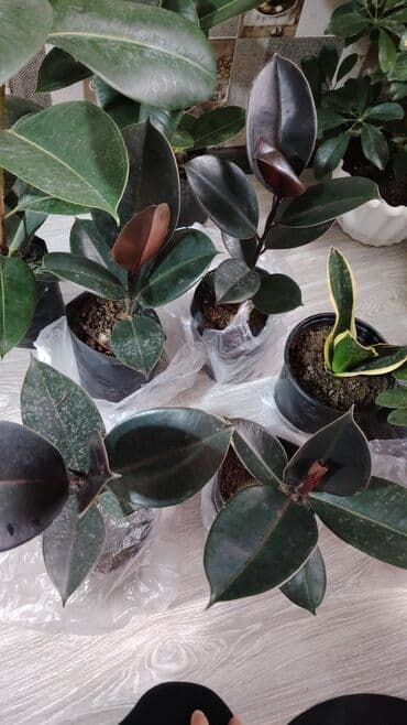 Suzuki: 6 azn olanı qalıb bundan biraz balaca Variegatlı Fikus Elastica — 4