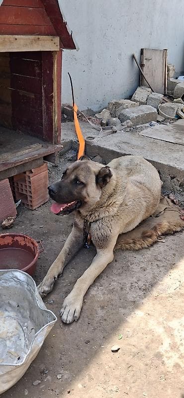 kanqal satisi: Kanqal, 11 ay, Erkek, Cütləşmə üçün, Ünvandan götürmə — 2