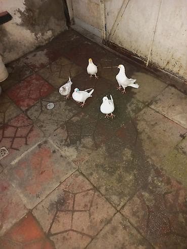 Quşlar: Saqlam quslardir maraqlananlar yaza biler 5 ededir — 3