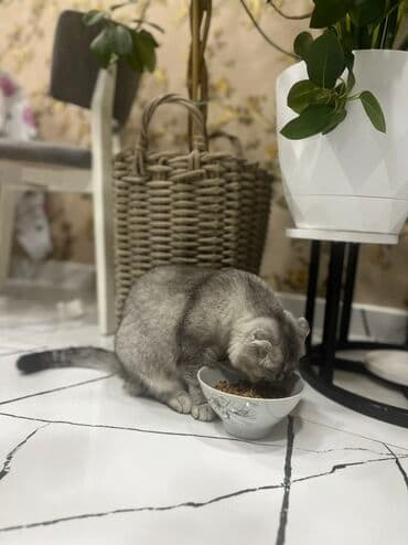 Akvariumlar: Şotland yastı qulaq, Dişi — 5