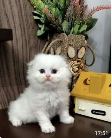 şotlan pişik: Şinşilla, Erkək, Dişi — 5