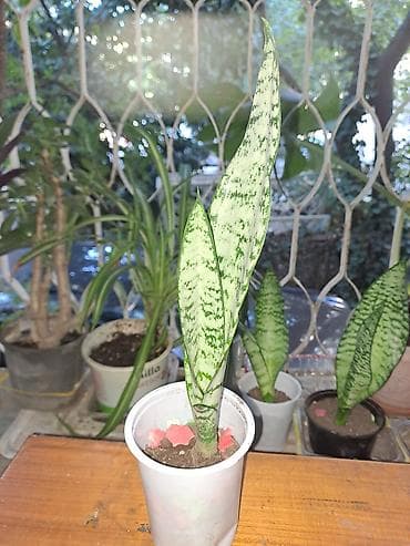 kalanxoe bitkisi: Sansevieria (Qayın dili) – otaq bitkisi - Növ: Sansevieria — 2