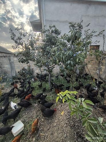 cuca: 🐔 Australorp Toyuqun cücələri satışda! Şəkildə qeyd olunmuş — 2