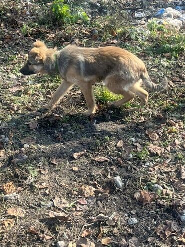 İtlər: 3 ay, Erkek — 5