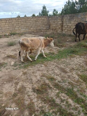 Inəklər, öküzlər: Erkek dana satilir tecili tecili — 2