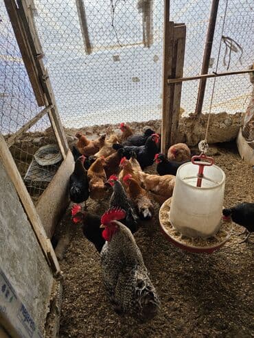 Mal-qara: Toyuq, Damazlıq — 3