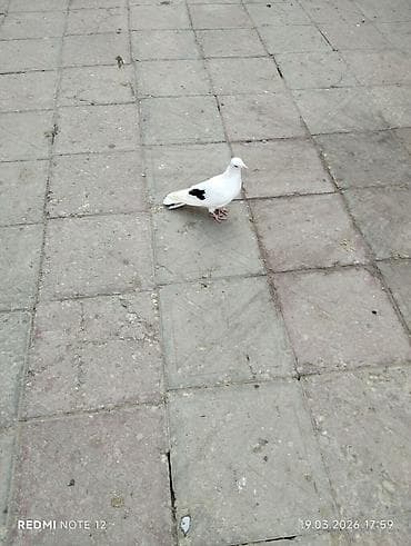 Digər heyvanlar: Çep maya 1 tərəfli.12-13 tük.Tutulmadi.Tam sağlamdir — 1