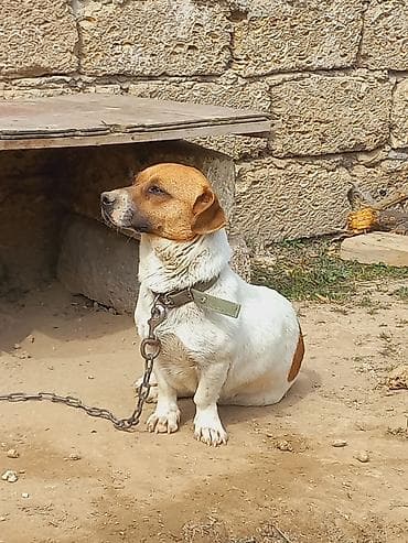 itlee: Cek rassel teryer, 2 il, Dişi — 5