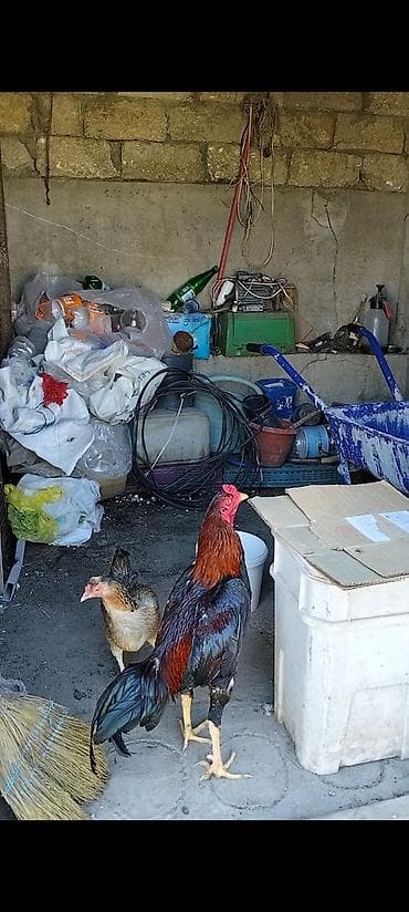 kanqal satilir: Salam temiz qan türk cinsi heyratı xoruzları iki xoruzada satılır eyni — 1
