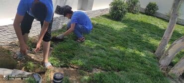 suni qazon satışı: Qazon sifarişi danimarka toxumuylə əkilən qazondu vila parklar uçun — 3