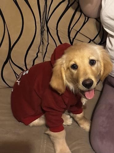 Pişiklər: Retriever, 4 ay, Dişi, Peyvəndli — 4