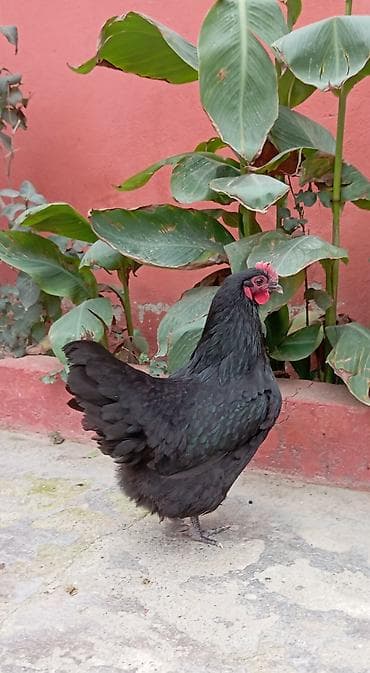 K/t heyvanları və malları: Toyuq, Australorp, Damazlıq — 10