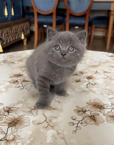 Britan, Erkək, Dişi, Yaxşı əllərə, Ünvandan götürmə