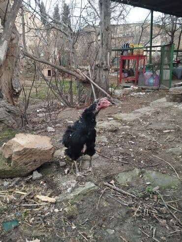 cins xoruzlar: Xoruz, Heyratı, il: 1, Ünvandan götürmə — 8