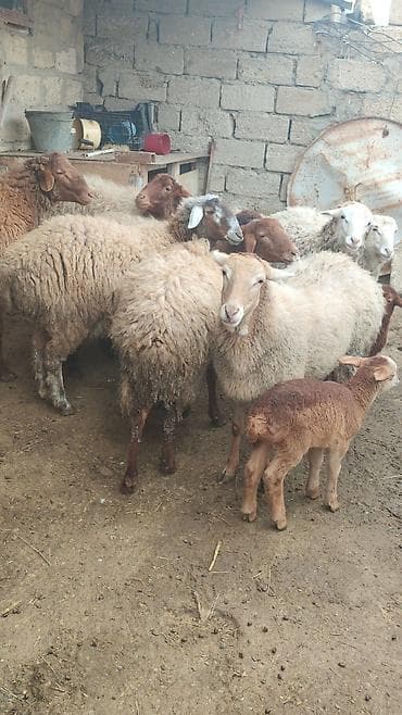 bala quzu: 6 ana qoyundu 5 ədədin yanında balası var. Biri birinci qarınadi — 6