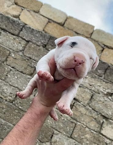 en ucuz itler: Doq — 1