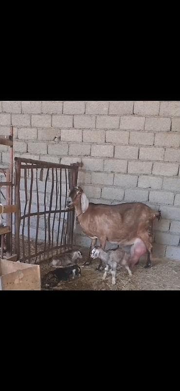 keçi satan: Alpin kecisi 4 lt sud verir 3 balasi var 28 I bu gun dogub cox saglam — 7
