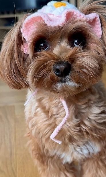ramanov qoyun satisi: Maltipoo itinləri üçün yumşaq trikotaj başlıq – çiçəkli model — 1