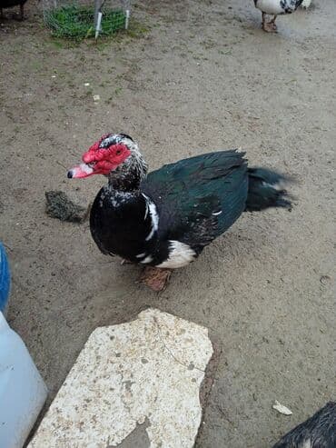 Erkək, | Lal ördək, Ətlik lalafo.az -da Erkək, | Lal ördək, Ətlik