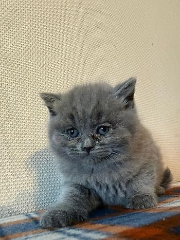 tap az it: Şotland, Erkək, Dişi, Yaxşı əllərə — 8