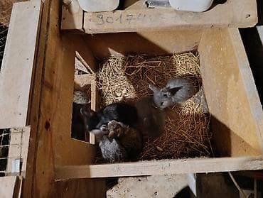 Ev şəraitində bəslənən yerli cins dovşan balaları - Rəng çeşidi: boz