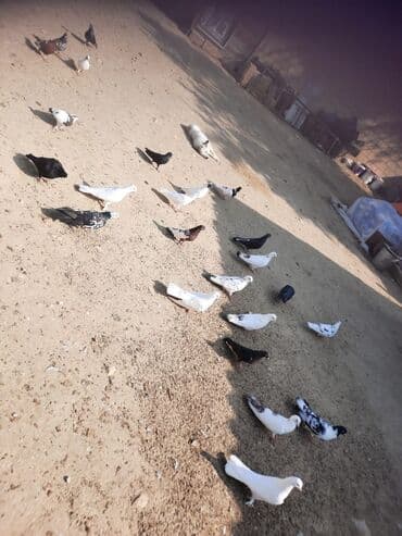 cuce ve xoruz: Quşlar satılr @sarayli_qusbaz_agaselim — 7