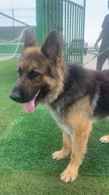немецкие овчарки щенки купить: Немецкая овчарка, 2 года, Самец, Для вязки — 1