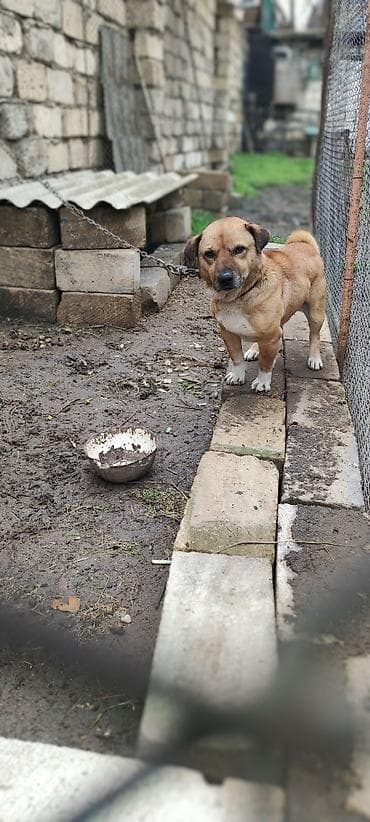 Quşlar: 2 il, Erkek — 1