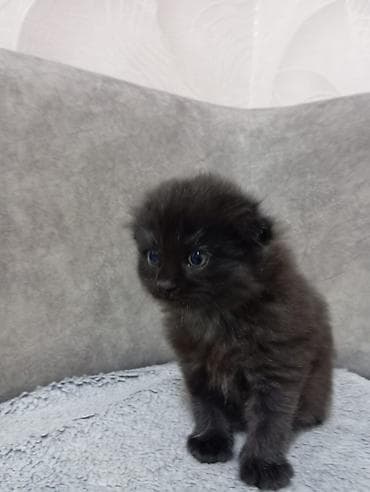 Qara tüklü balaca pişik balası - Rəng: tam qara, tüklü və yumşaq xəz — 2