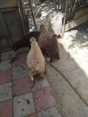 cuceye verilen adlar: Məhsul: Qoyun balaları (quzular) – 4 baş Təsvir: - Rənglər: tünd — 2