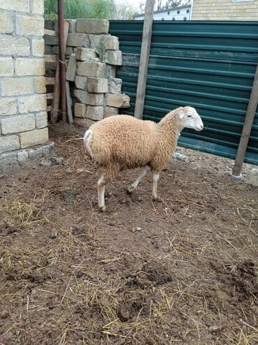 qurbanlıq qoyun: Saxaraya qoyun – yağlı quyruqlu tip. - Cins/Tip: Yağlı quyruqlu yerli — 2