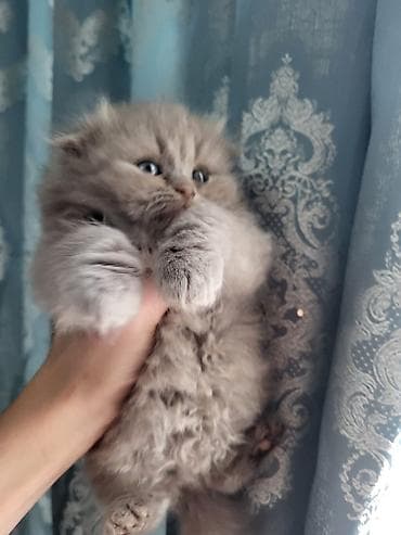 Şotland, Yaxşı əllərə