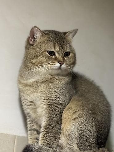 pişik oyuncaqları: Şinşilla, Erkək, Cütləşmə üçün — 3